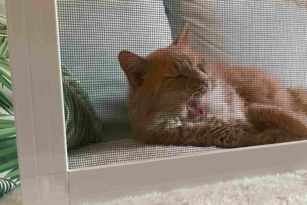 Pretinsektu siets - image 5